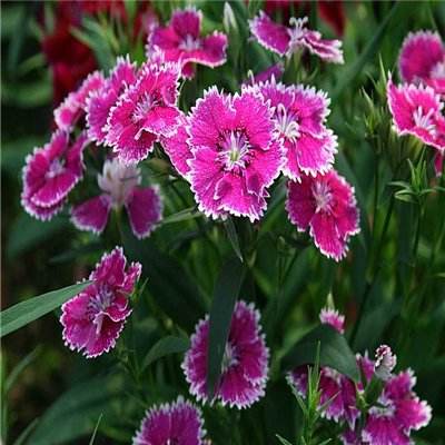 乐享8214CC官方下载